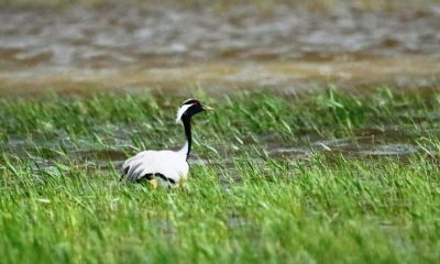 NESLİ TEHLİKE ALTINDA OLAN VE TÜRKÜLERE KONU OLAN TELLİ TURNALAR SULUOVA’DA GÖRÜNTÜLENDİ