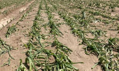 SULUOVA’DA 12 BİN DÖNÜM EKİLİ ALANDA DOLU ZARARI OLUŞTU