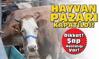 AMASYA GENELİNDE İKİNCİ BİR DUYURUYA KADAR TÜM HAYVAN PAZARLARI KAPATILDI.