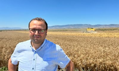 SULUOVA YEDİKIR’DA BUĞDAY HASAT ZAMANI