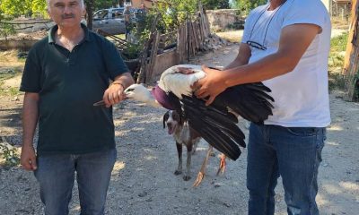 DUYARLI MUHTAR, YARALI LEYLEĞİN BAKIMINI YAPTI