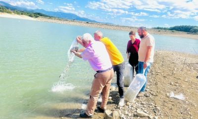 SULUOVA’DA ÜRETİLEN 350 BİN SAZAN YAVRUSU TAŞOVA’DA SUYA BIRAKILDI.