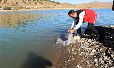 SULUOVA YEDİKIR’DA ÜRETİLEN BALIKLAR KELKİT’TE YÜZECEK