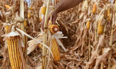 SULUOVA’DA, TMO TARAFINDAN MISIR ALIMLARI BAŞLADI.