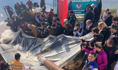 SULUOVA’DA ÜRETİLEN MERSİN BALIKLARI DENİZLERE SALINDI.