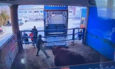 BOĞA SALDIRISINA UĞRAYAN ADAM HAYATINI KAYBETTİ