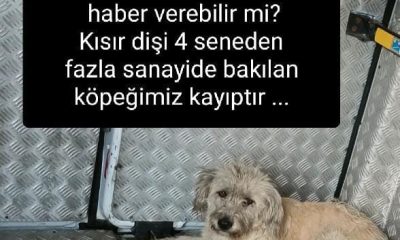 KAYIP KÖPEK DUYURUSU !