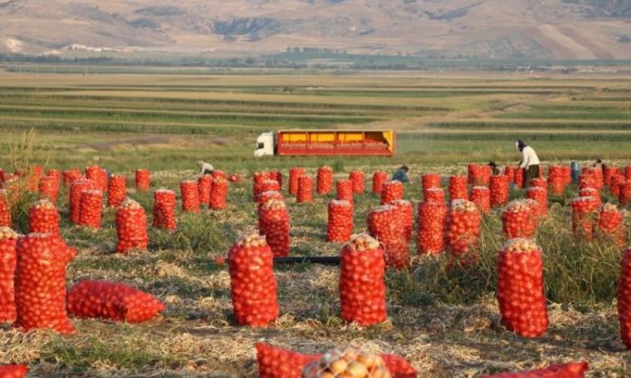 SOĞAN PARA ETMİYOR, AMASYALI ÇİFTÇİ MAĞDUR