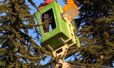 SULUOVA’DA AĞAÇTA MAHSUR KALAN YAVRU KEDİ KURTARILDI