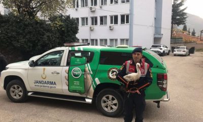 YARALI LEYLEĞE JANDARMA ŞEFKATİ