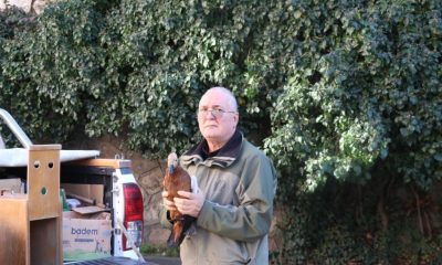 SULUOVA’DA 9 YABANİ HAYVAN YAKALANDI