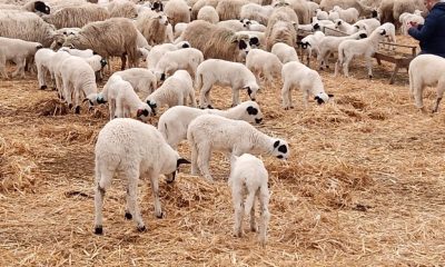 AMASYA’DA SÜT KUZULARININ ANNELERİYLE BULUŞMALARI GÖRSEL ŞÖLEN OLUŞTURDU