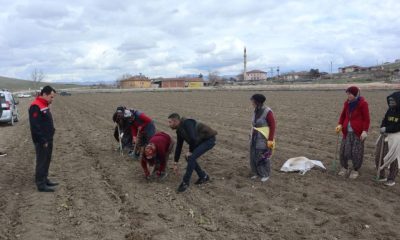 AMASYA GENELİNDE PANCAR EKİMİ BAŞLADI