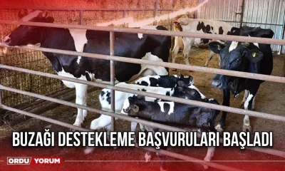 2023 YILI BUZAĞI DESTEKLEMELERİ 2. DÖNEM BAŞVURULARI BAŞLADI