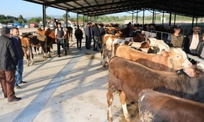 AMASYA GENELİNDE CANLI HAYVAN PAZARLARI YENİDEN AÇILDI
