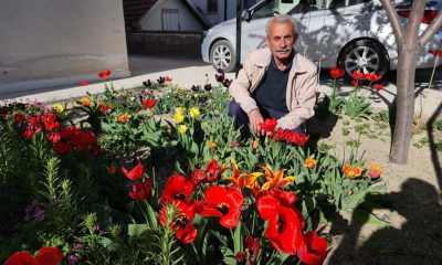 SULUOVA’DA BAHARIN MÜJDECİSİ LALELER AÇTI