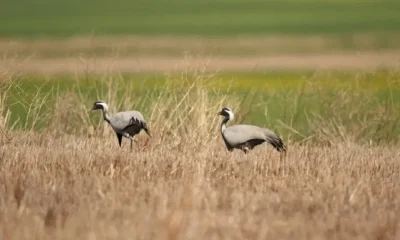 TELLİ TURNALAR SULUOVA YEDİKIR’DAKİ YUVALARINA DÖNDÜ