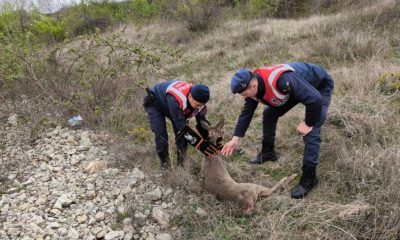 YARALI KARACANIN İMDADINA JANDARMA YETİŞTİ