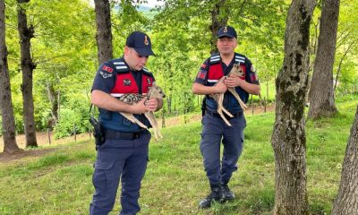 JANDARMA EKİPLERİ DEVRİYE GEZERKEN 2 YAVRU KARACA BULDU