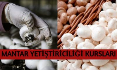 SULUOVA HEM “MANTAR YETİŞTİRİCİLİĞİ” KURSU AÇIYOR