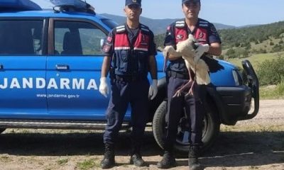 YARALI LEYLEĞE JANDARMA ŞEFKATİ