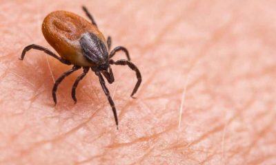 AMASYA’DA KENE ALARMI, İL SAĞLIK MÜDÜRLÜĞÜ UYARDI
