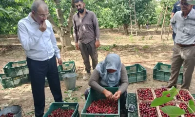 MEŞHUR AMASYA KİRAZINDA HASAT BAŞLADI, 50 BİN TON REKOLTE BEKLENİYOR