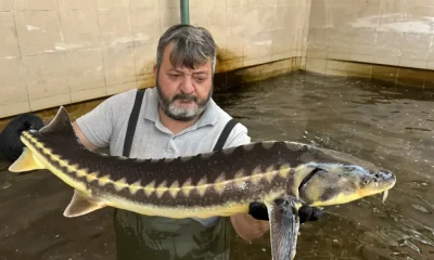 SULUOVA’DA ÜRETİLEN MERSİN BALIĞI YUMURTASININ KİLOSU 240 BİN TL