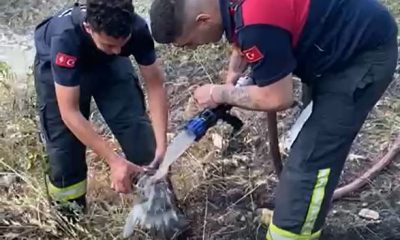 YANGINDAN ETKİLENEN KAPLUMBAĞAYA İTFAİYEDEN CAN SUYU