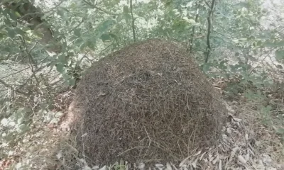 AMASYA’DA DEV KARINCA YUVALARI GÖRENLERİ ŞAŞIRTIYOR