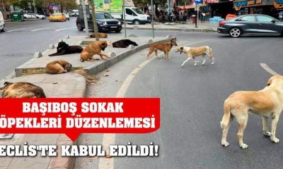 BAŞIBOŞ SOKAK KÖPEKLERİ DÜZENLEMESİ MECLİS’TE KABUL EDİLDİ