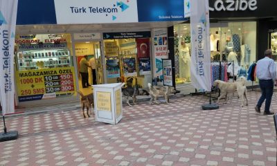 BAŞIBOŞ SOKAK KÖPEKLERİ TEKLİFİ KOMİSYONDAN GEÇTİ