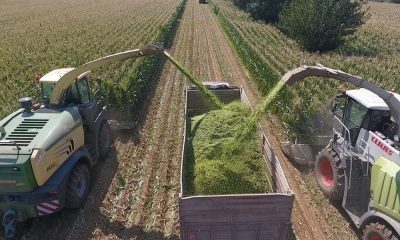 SİLAJLIK MISIR FİYATLARI AÇIKLANDI.