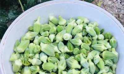 YENİ MAHSÜL BAMYA PAZARA İNDİ