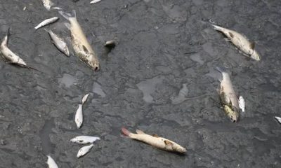 YEŞİLIRMAK’TA TOPLU BALIK ÖLÜMLERİ