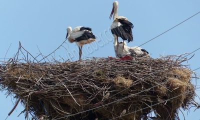 AMASYA VE SULUOVA’DA 243 YUVADA 486 LEYLEK GÖZLENDİ