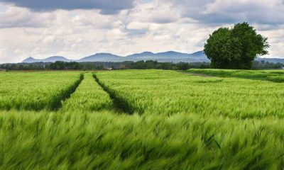OSMANLI’DAKİ ÇİFTBOZAN SİSTEMİ GERİ GELİYOR!