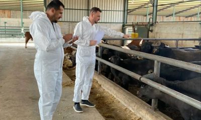 ANADOLU MANDASI ISLAHI PROJESİ DEVAM EDİYOR