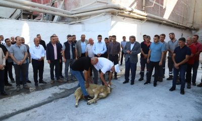 ŞEKER FABRİKASINDA 71. PANCAR ALIM KAMPANYASI BUGÜN BAŞLADI