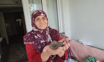 ANNESİNİN TERK ETTİĞİ YAVRU KUMRUYA 78 YAŞINDAKİ KADIN ANNELİK YAPTI