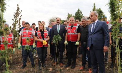 KENEVİR HASAT ŞENLİĞİ DÜZENLENDİ