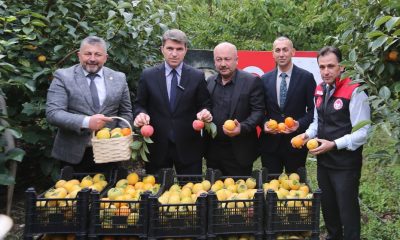 VALİ BAKAN, CENNET HURMASI HASAT ETTİ