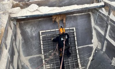 SULUOVA’DA KUM SİLOSUNDA MAHSUR KALAN KÖPEK AFAD TARAFINDAN KURTARILDI