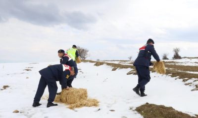 JANDARMA YABAN HAYVANLARINA YEM DESTEĞİNDE BULUNDU.