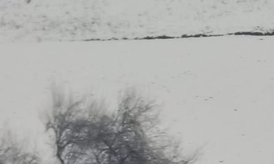 SULUOVA’DA AÇ KALAN KURTLAR KÖYE İNDİ