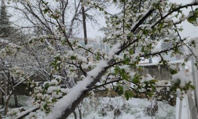 SULUOVA’DA ERKEN AÇAN MEYVE ÇİÇEKLERİNİN ÜSTÜNE KAR YAĞDI