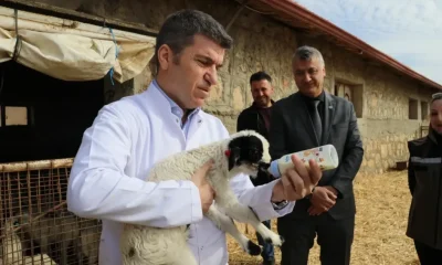 AMASYA’DA 5 BİN 500 SÜT KUZUSUNUN ANNESİNE KAVUŞMA TELAŞI