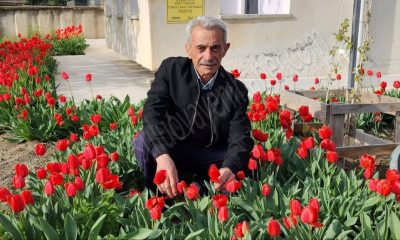 BAHARIN MÜJDECİSİ LALELER SULUOVA’YI RENKLENDİRDİ