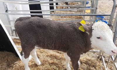 AMASYA DSYB ISLAH ÇALIŞMALARI