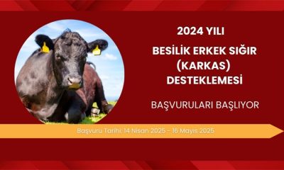 BESİLİK ERKEK SIĞIR DESTEKLEMESİ İÇİN BAŞVURULAR BAŞLADI